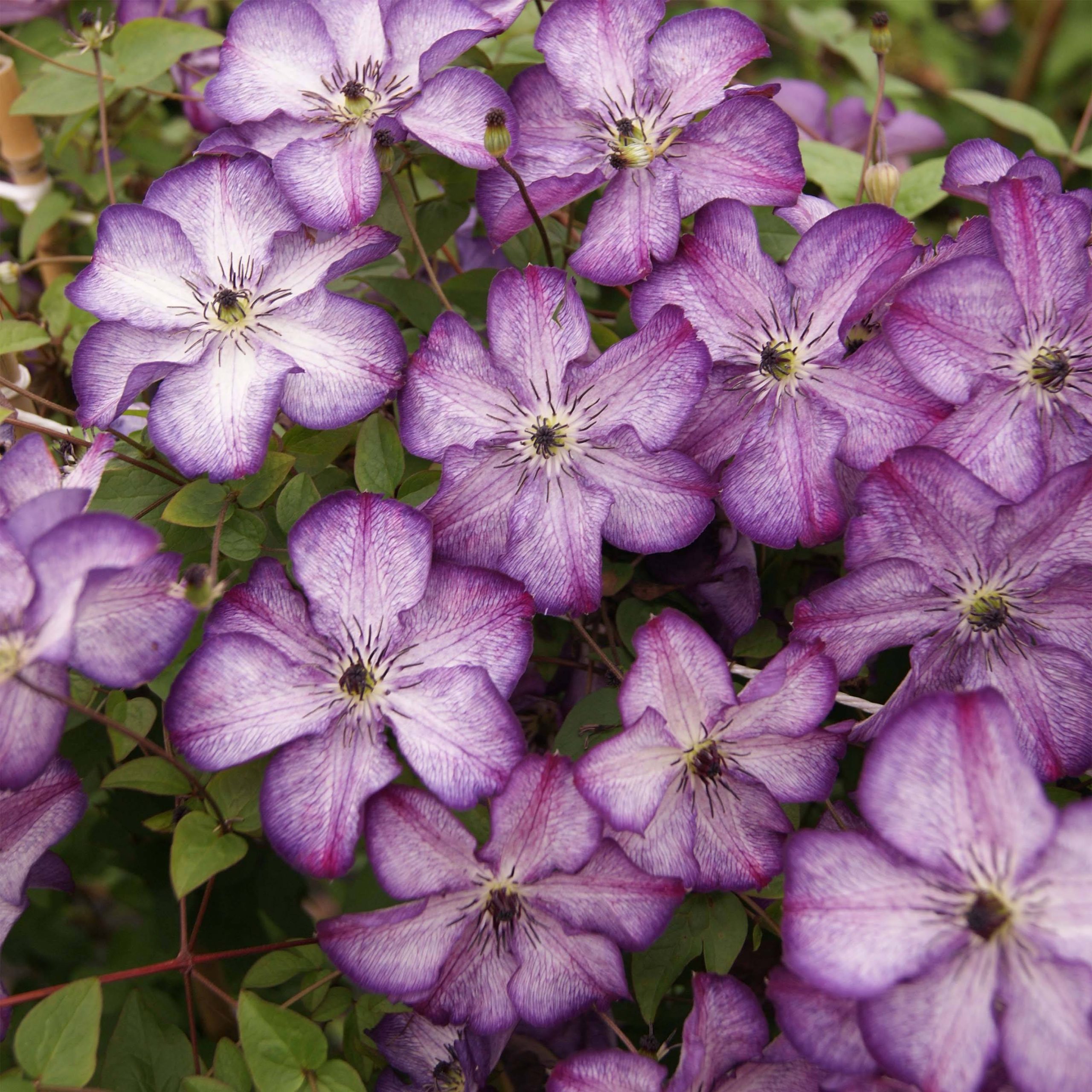 Clématite - Clematis Super Nova Pot de 2L/3L