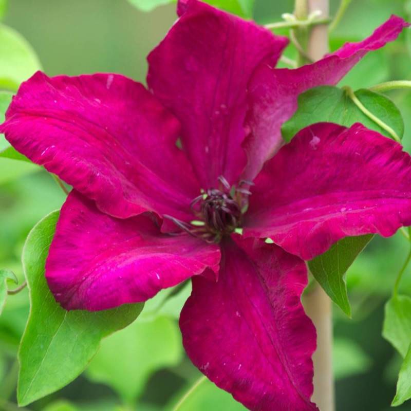 Clématite Solidarité à fleurs Rouge - feuillage Caduc - Godet - 5/20 cm- hauteur à maturité De 2,50 m à 3,00 m