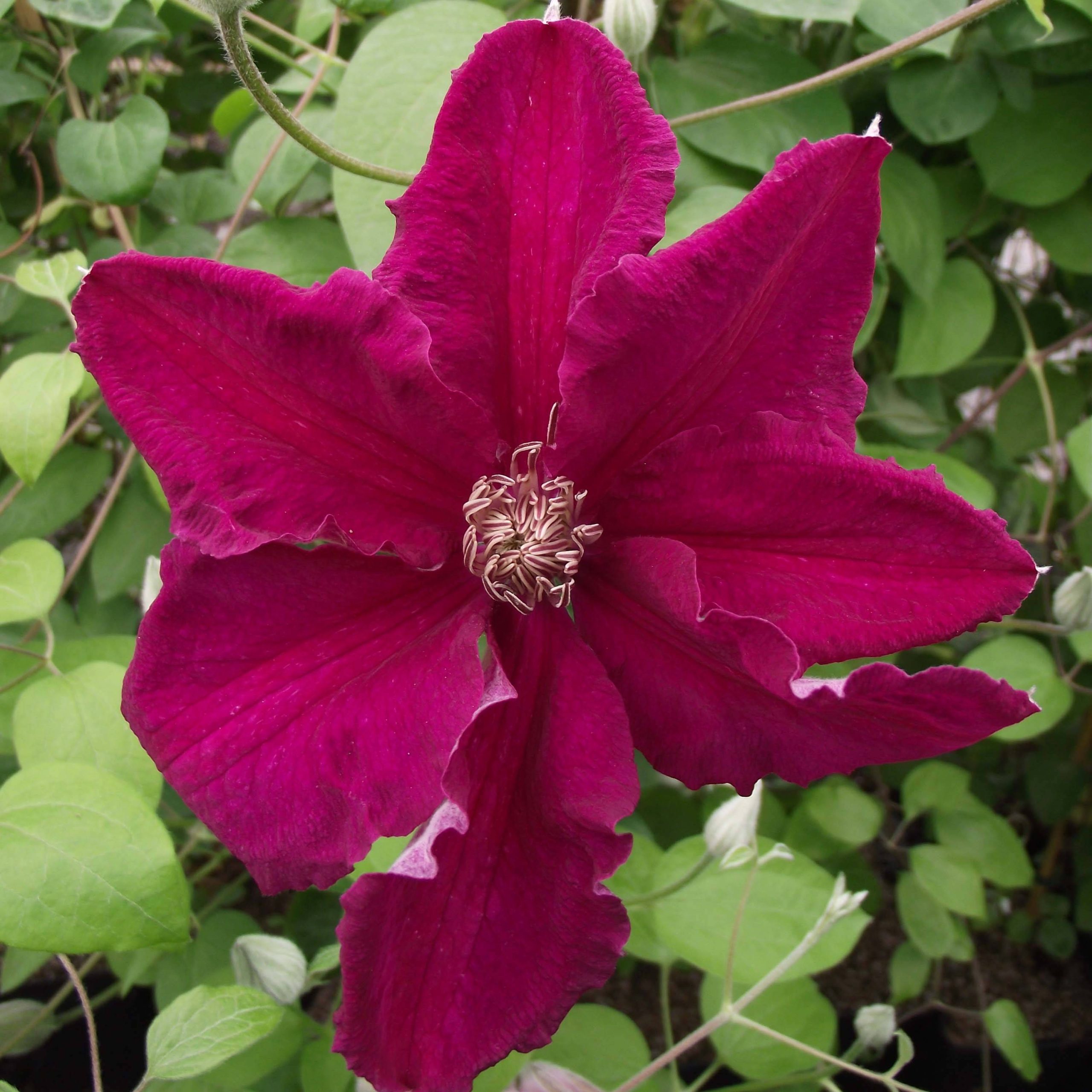 Clématite - Clematis Ernest Marckham Pot de 2L/3L