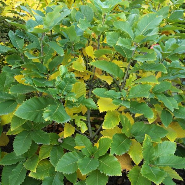 Chêne d’Arménie – Quercus pontica Pot de 4L/5L
