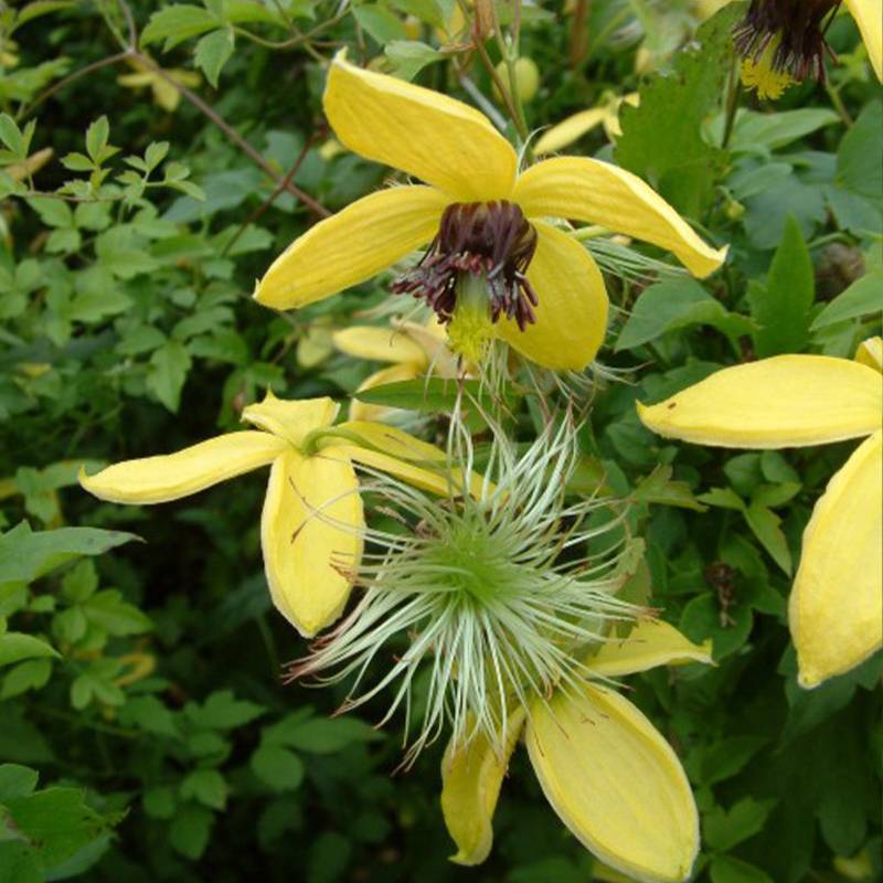 Clématite - Clematis tangutica Golden Harvest Pot de 2L/3L
