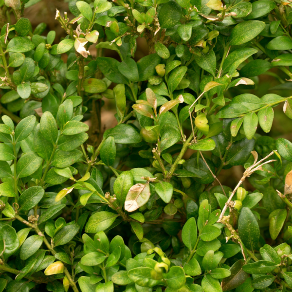 Chèvrefeuille à cupule – Lonicera pileata 10/15 cm Godet 9cm – Fleur Chèvrefeuille à cupule – Lonicera pileata 10/15 cm Godet 9cm – Fleur