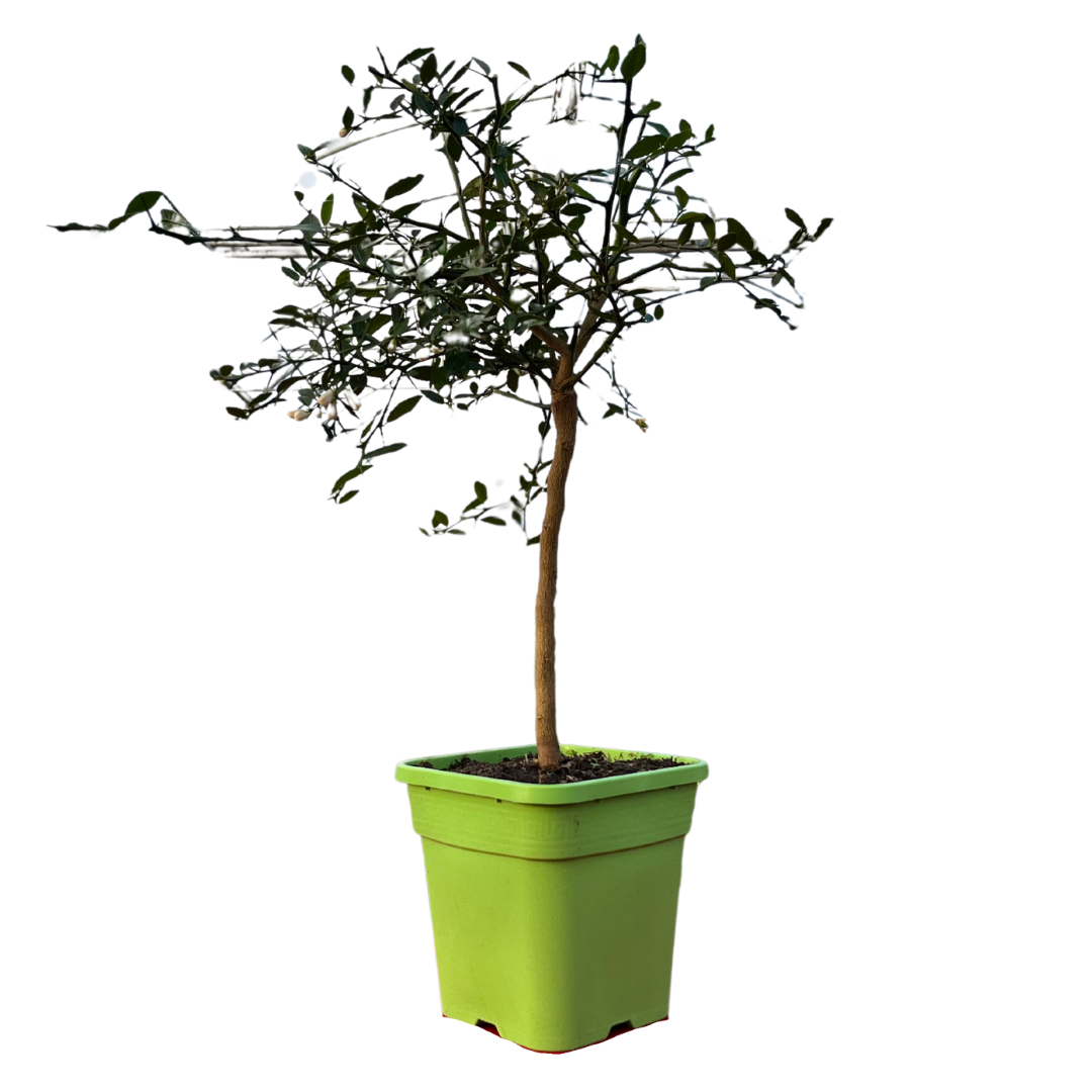 Citronnier caviar blanc Faustrime - Pot carré de 5 litres, hauteur 40/60 cm