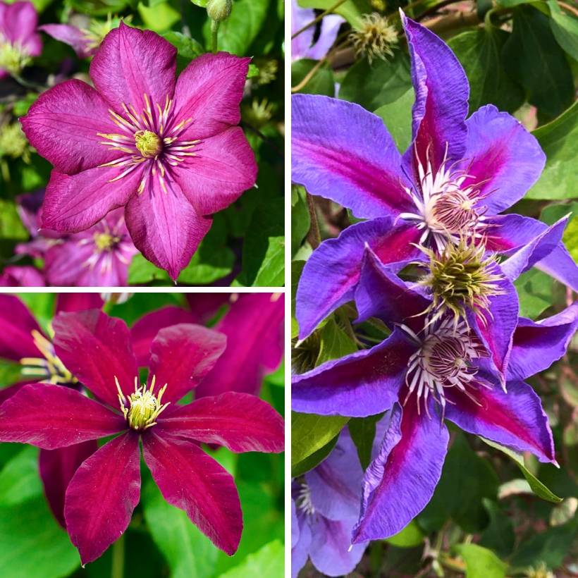 Clématite - Clematis Three Sisters trio rose Pot de 6L/7L