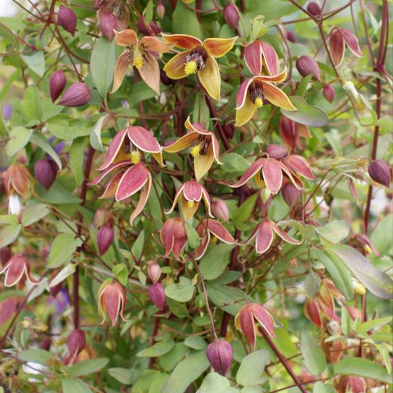 Clématite - Clematis tangutica My Angel Pot de 2L/3L