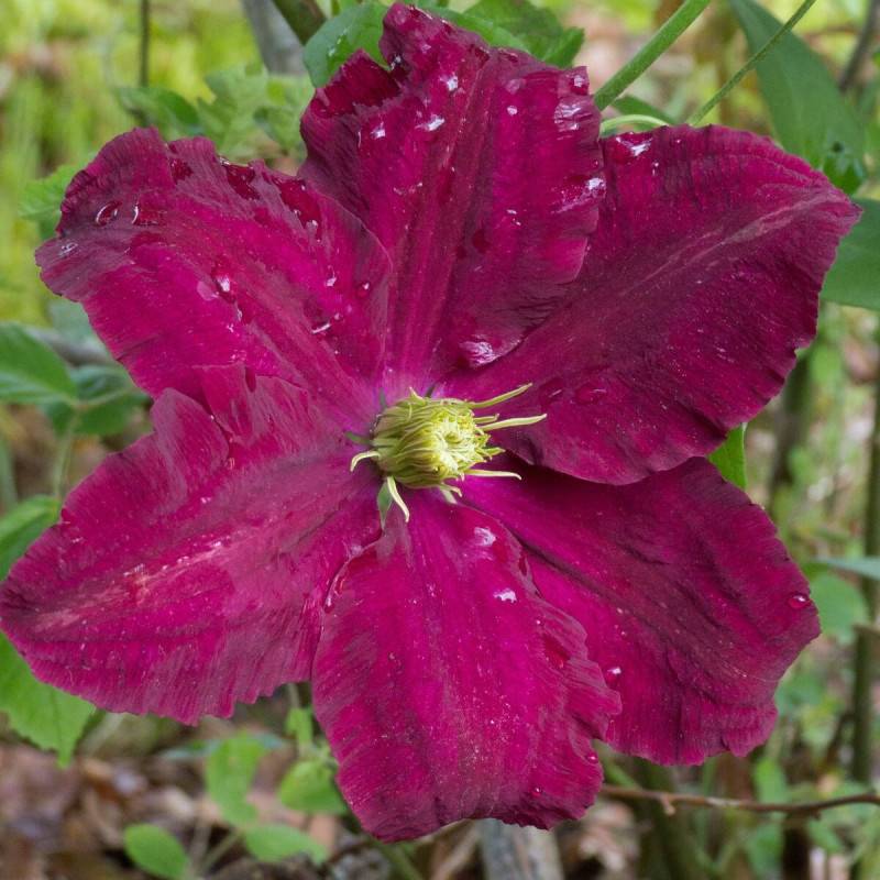 Clématite Niobe à fleurs Rouge - feuillage Caduc - Pot de 3L - Echelle bambou 60/120 cm- hauteur à maturité De 2,00 m à 2,50 m
