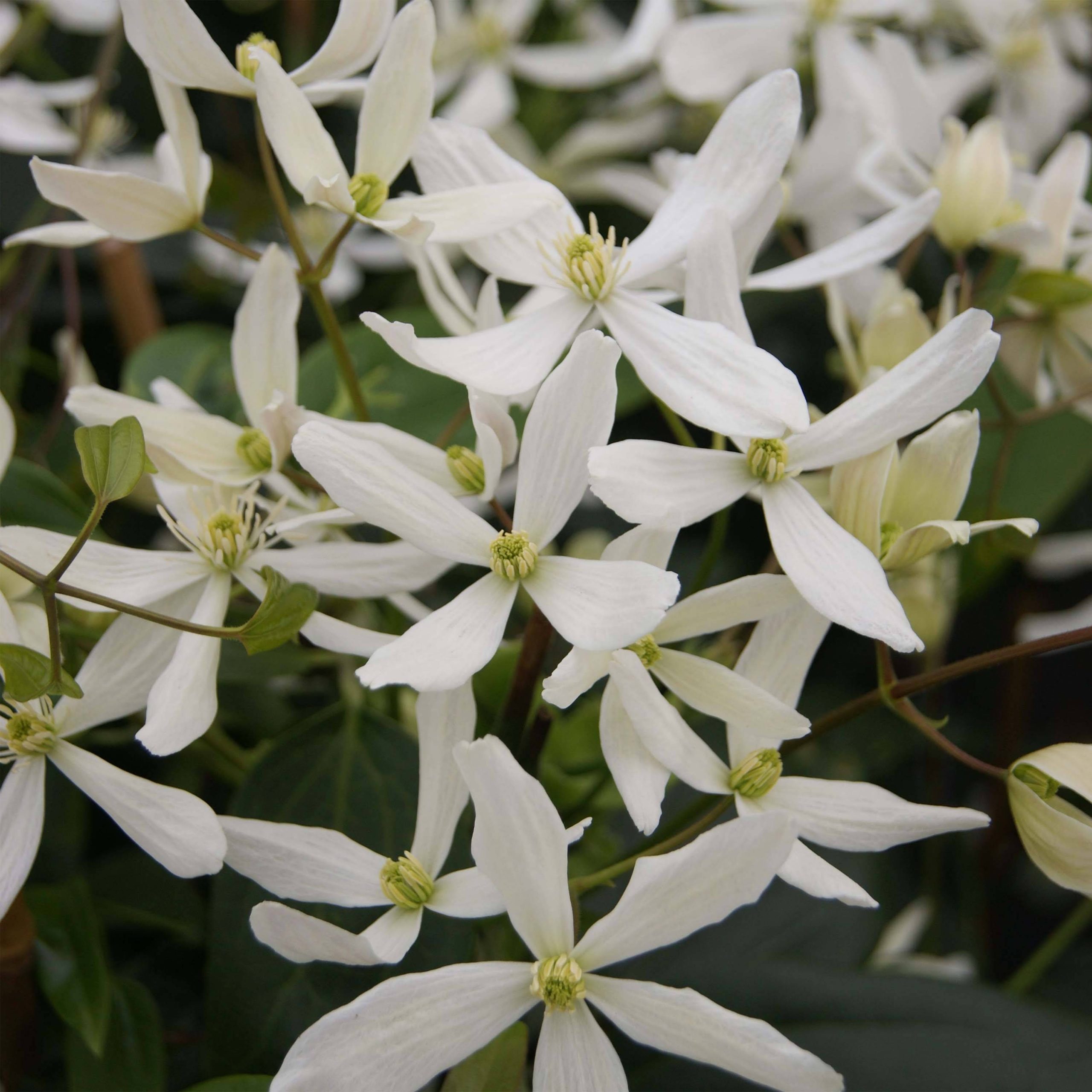 Clématite - Clematis armandii Snowdrift Pot de 2L/3L