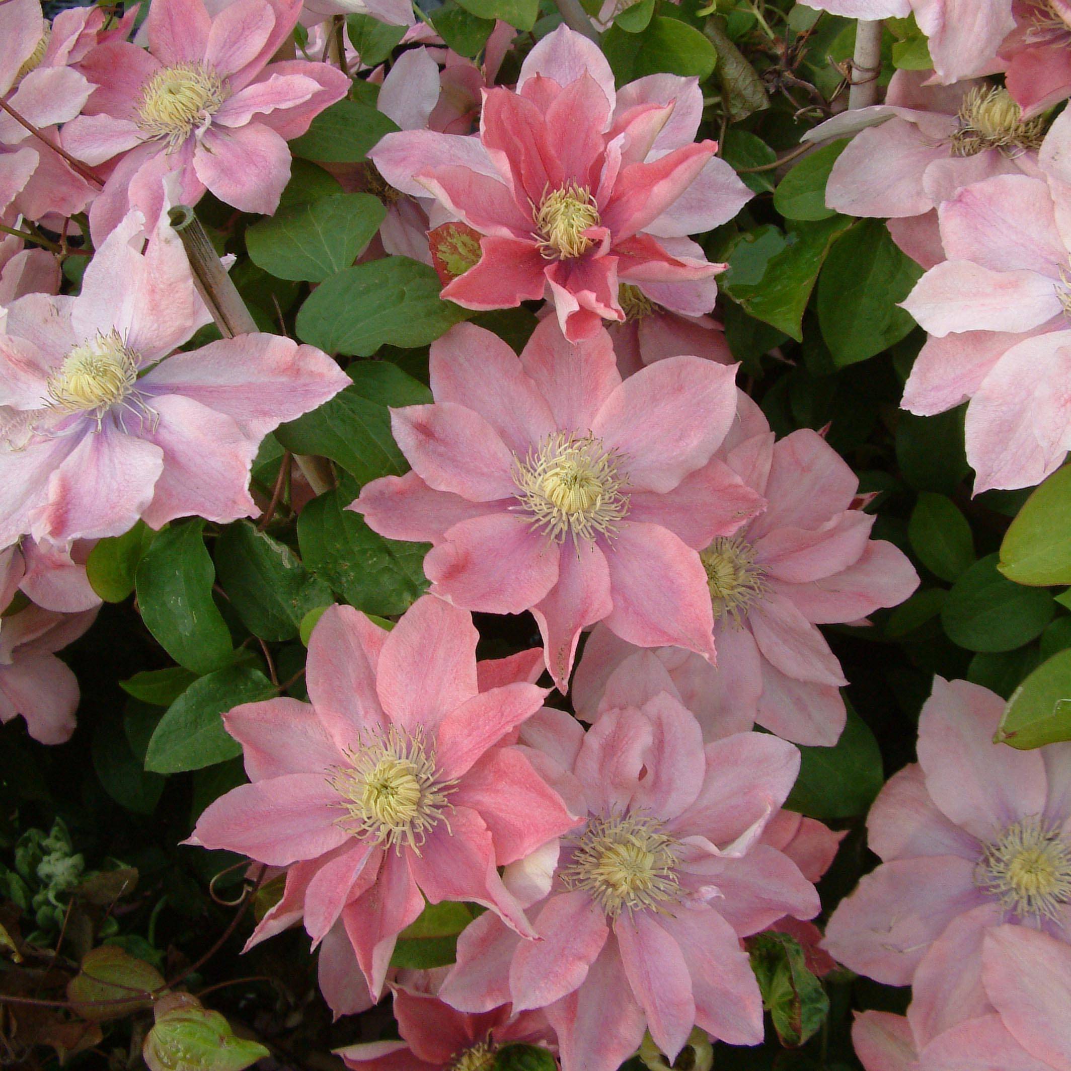 Clématite - Clematis Little Mermaid Pot de 2L/3L