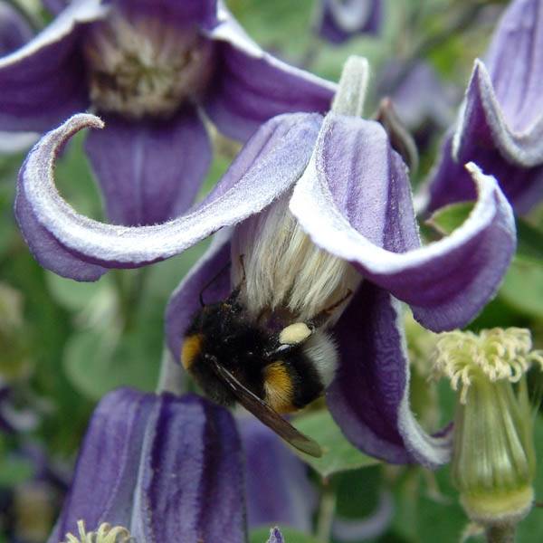Clématite - Clematis Fascination Pot de 2L/3L