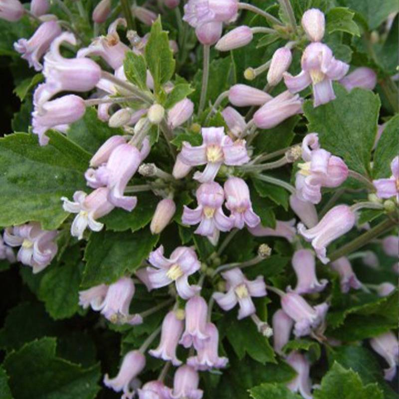 Clématite - Clematis heracleifolia Pink Dwarf Pot de 2L/3L