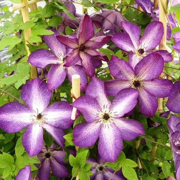 Clématite - Clematis Venosa Violacea Pot de 2L/3L
