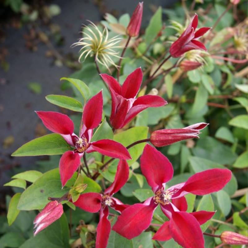 Clématite - Clematis Texensis Gravetye Beauty Pot de 2L/3L