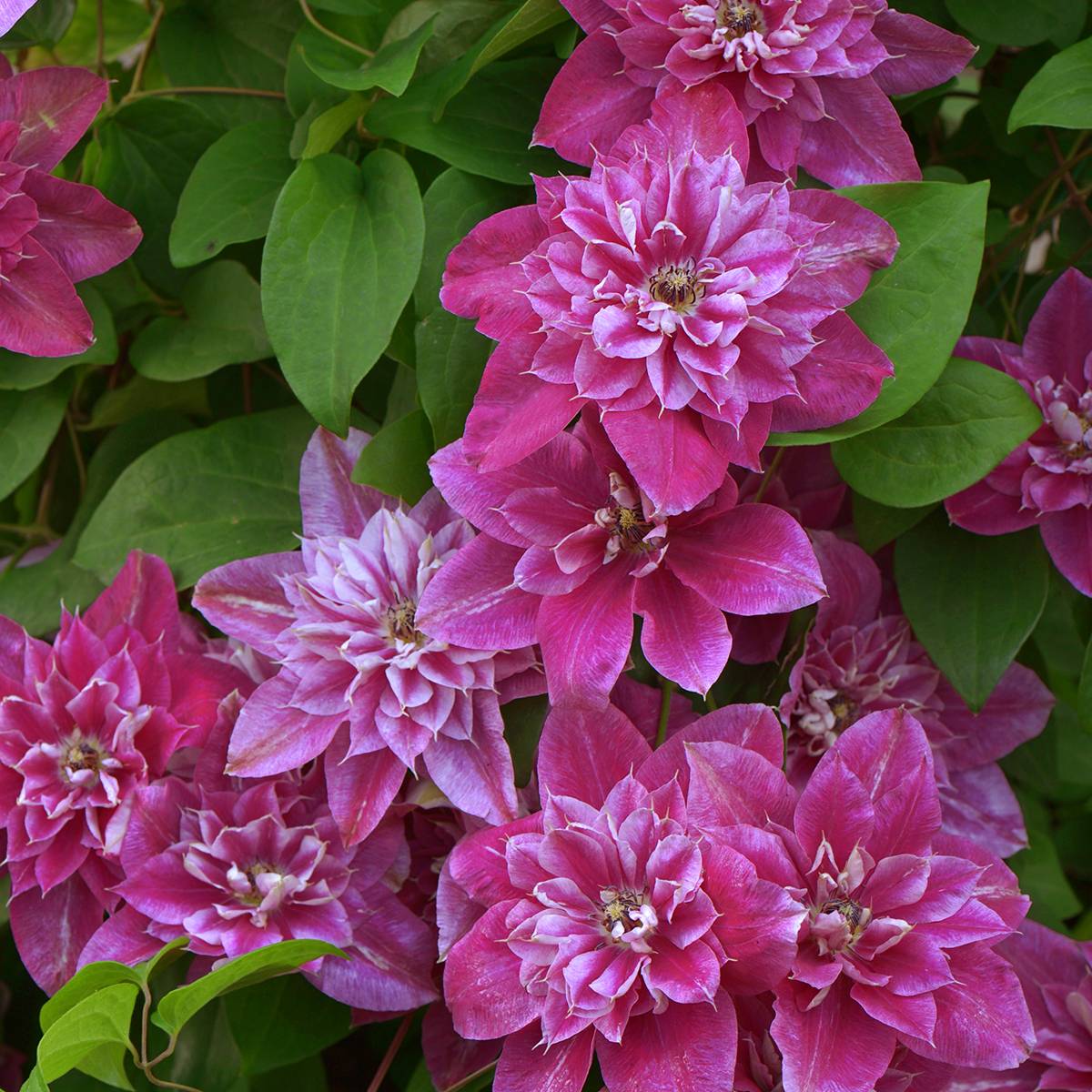 Clématite - Clematis My Darling Pot de 2L/3L