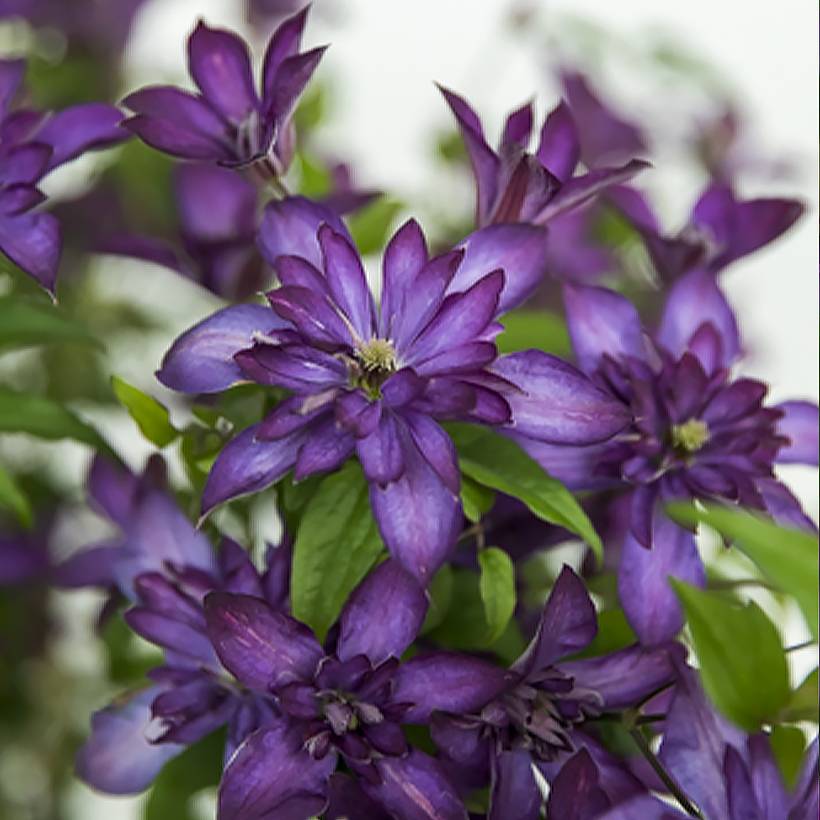 Clématite - Clematis viticella Glorious Day Pot de 1,5L/2L
