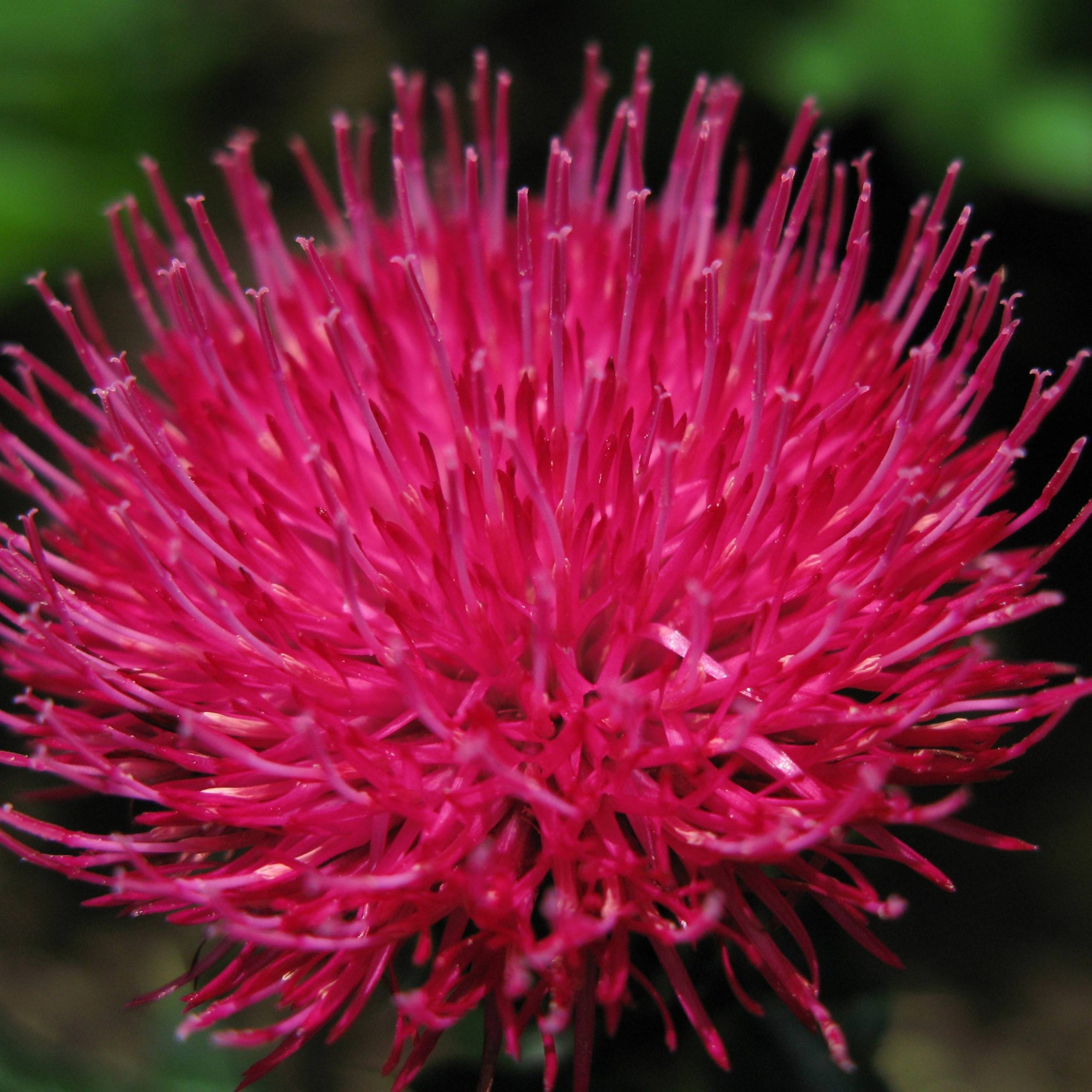 Cirsium japonicum Rose Beauty - Cirse du Japon Godet de 8/9 cm