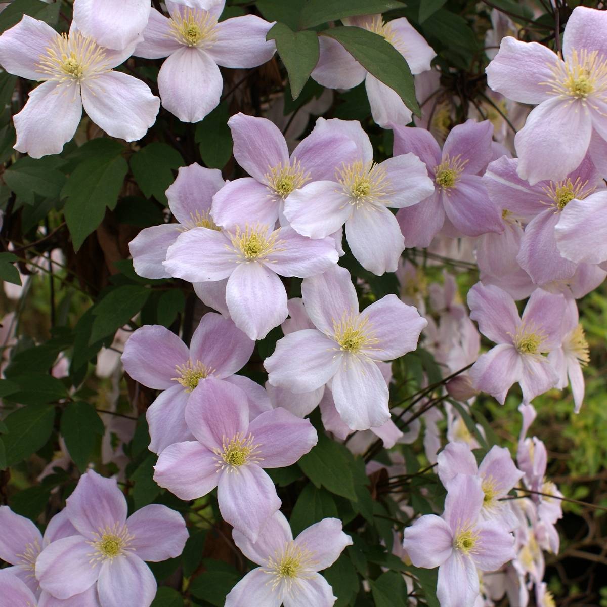 Clématite - Clematis montana Pink Perfection Pot de 1,5L/2L