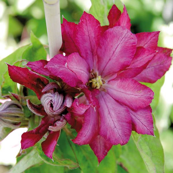 Clématite - Clematis Kaen Pot de 2L/3L