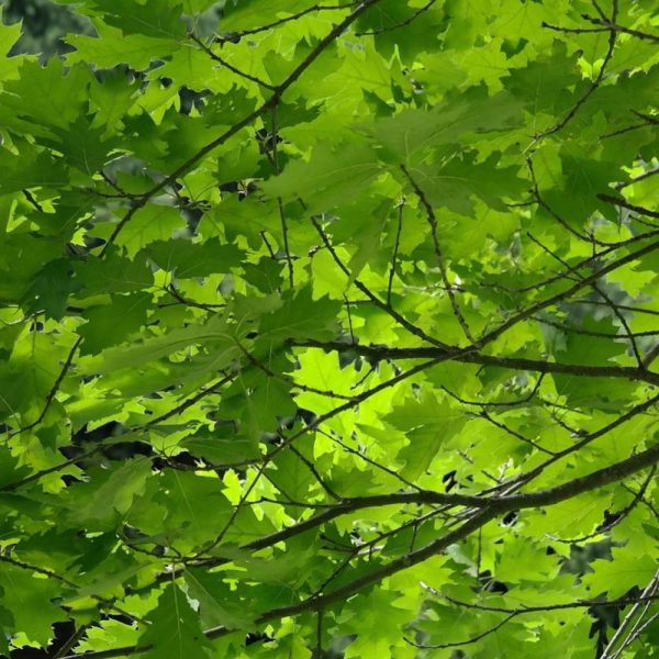 Chêne rouvre, Quercus petraea – Pot de 30L – Tige 6/8 Chêne rouvre, Quercus petraea – Pot de 30L – Tige 6/8