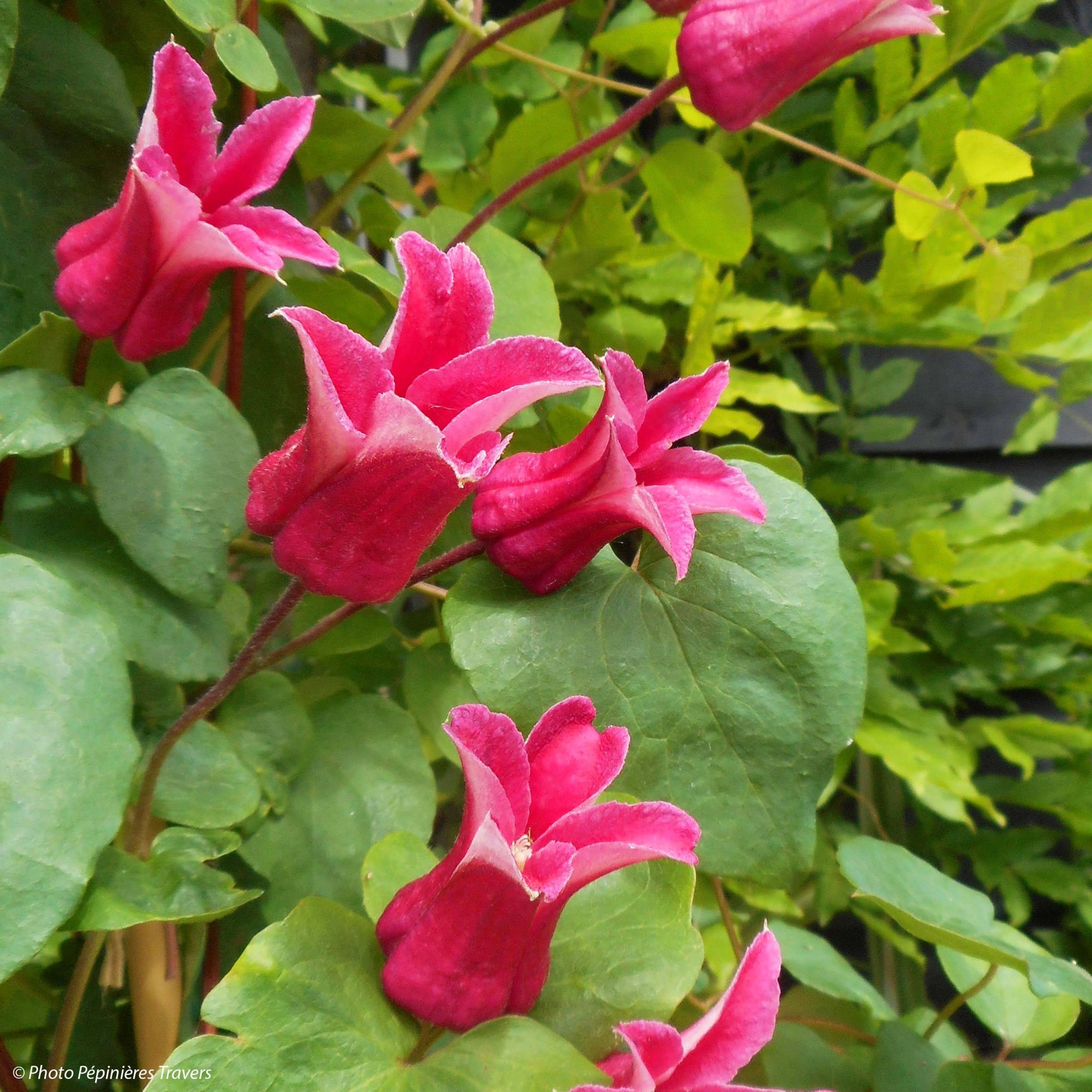 Clématite - Clematis texensis Queen Maxima Pot de 1,5L/2L