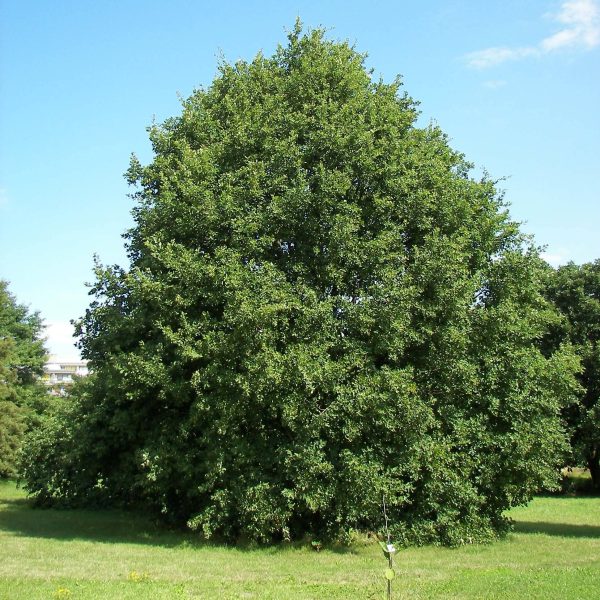 Chêne rouvre – Quercus petraea Pot de 2L/3L Chêne rouvre – Quercus petraea Pot de 2L/3L