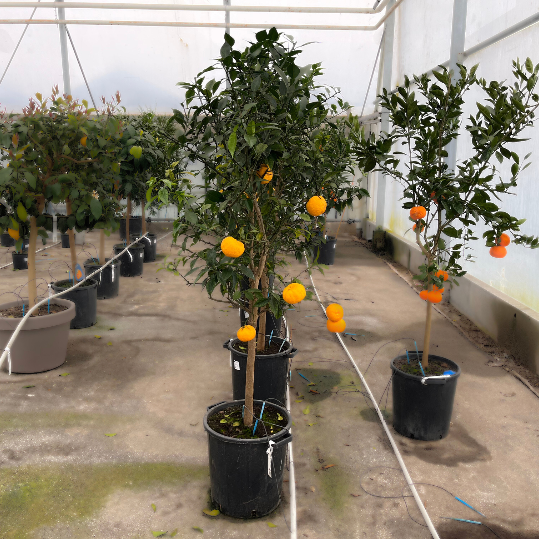 Citronnier Yuzu - Pot de 35 litres, hauteur 160/180 cm