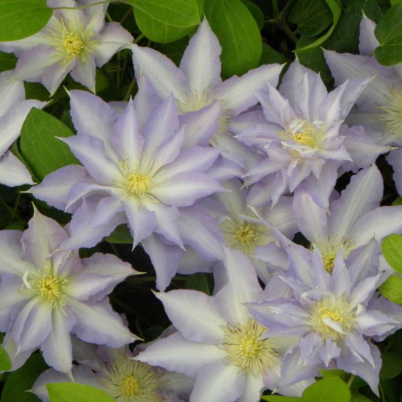 Clématite Thyrislund à fleurs Blanche - feuillage Caduc - Pot de 1,5L - Tuteur bambou 30/60 cm- hauteur à maturité De 2,00 m à 2,50 m
