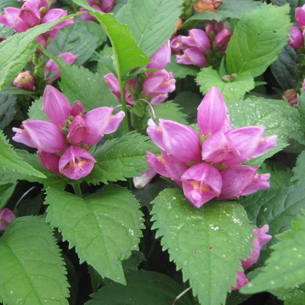 Chelone obliqua – Galane oblique Pot de 2L/3L Chelone obliqua – Galane oblique Pot de 2L/3L
