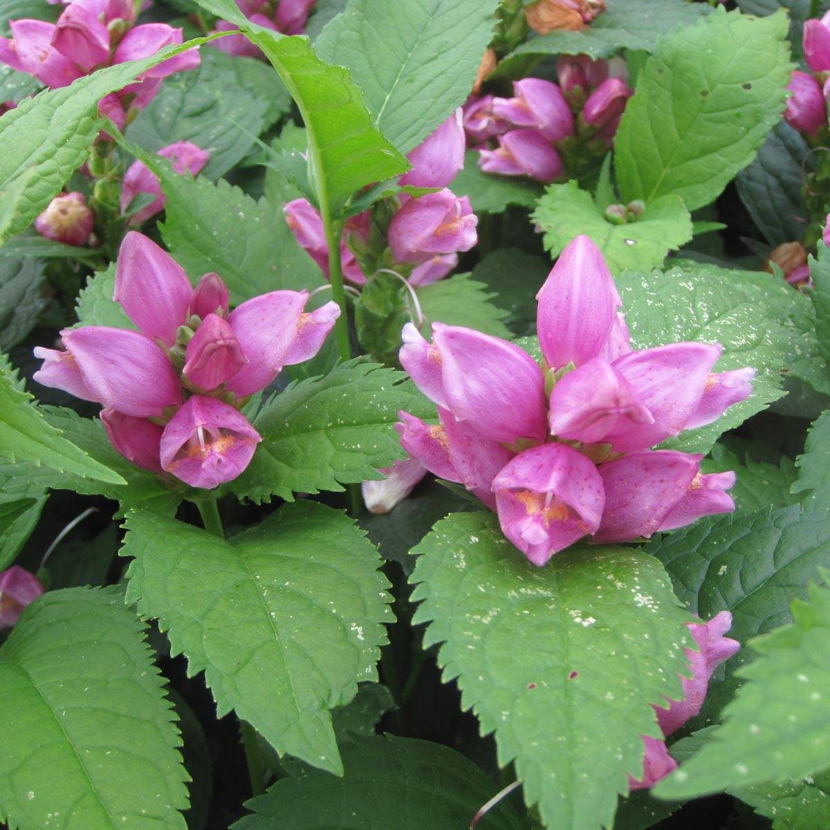 Chelone obliqua - Galane oblique Pot de 2L/3L