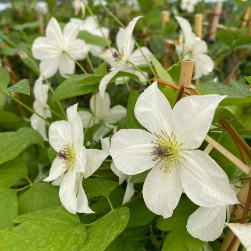 Clématite viticella Forever Friend® 'Zofofri' à fleurs Blanche - feuillage Caduc - Godet - 5/20 cm- hauteur à maturité De 2,50 m à 3,00 m