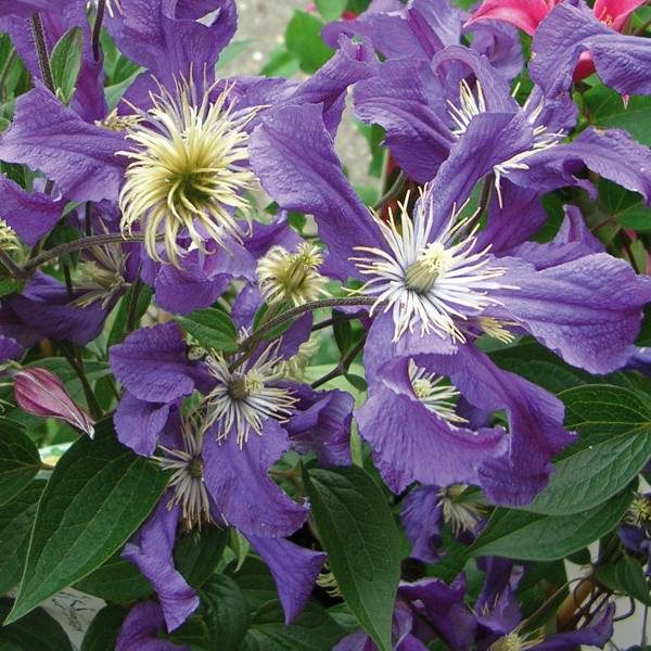 Clématite - Clematis Blue pirouette Pot de 2L/3L