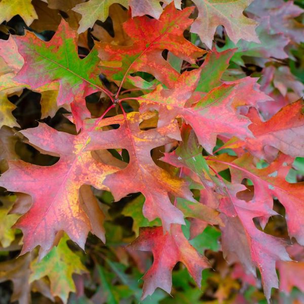 Chêne des marais nain – Quercus palustris Isabel Pot de 4L/5L Chêne des marais nain – Quercus palustris Isabel Pot de 4L/5L