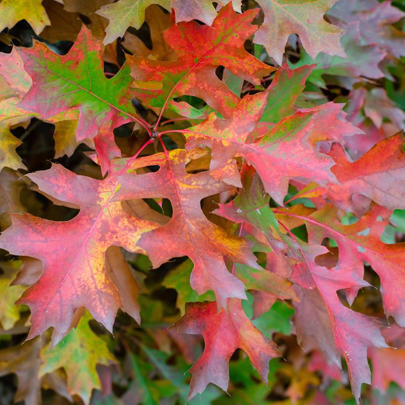 Chêne des marais nain - Quercus palustris Isabel Pot de 4L/5L