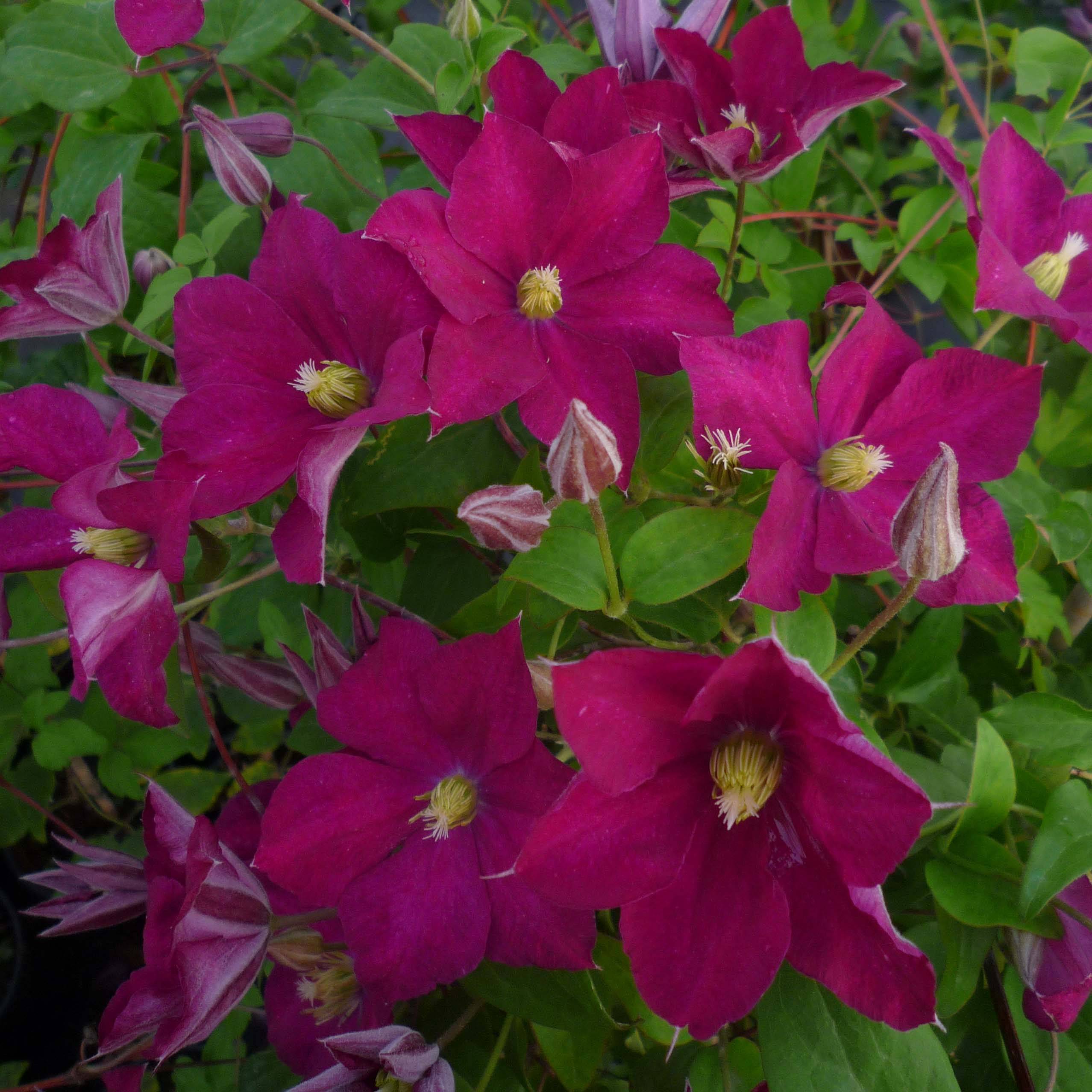 Clématite - Clematis Madame Edouard André Pot de 2L/3L