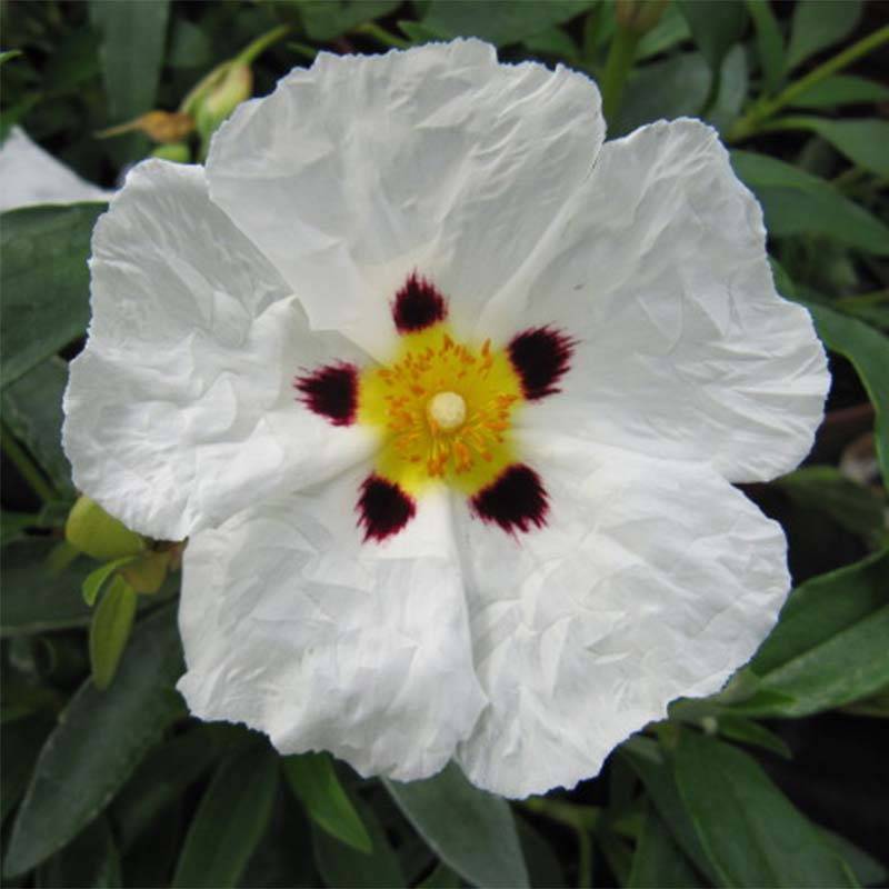 Cistus Alan Fradd - Ciste pourpre à fleurs blanches. Pot de 2L/3L