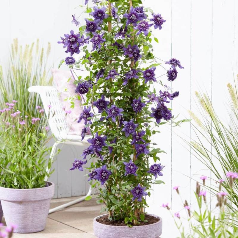 Clématite florida Kokonoe® à fleurs Bleue - feuillage Caduc - Pot de 1,5L - Tuteur bambou 30/60 cm- hauteur à maturité De 1,50 m à 2,00 m