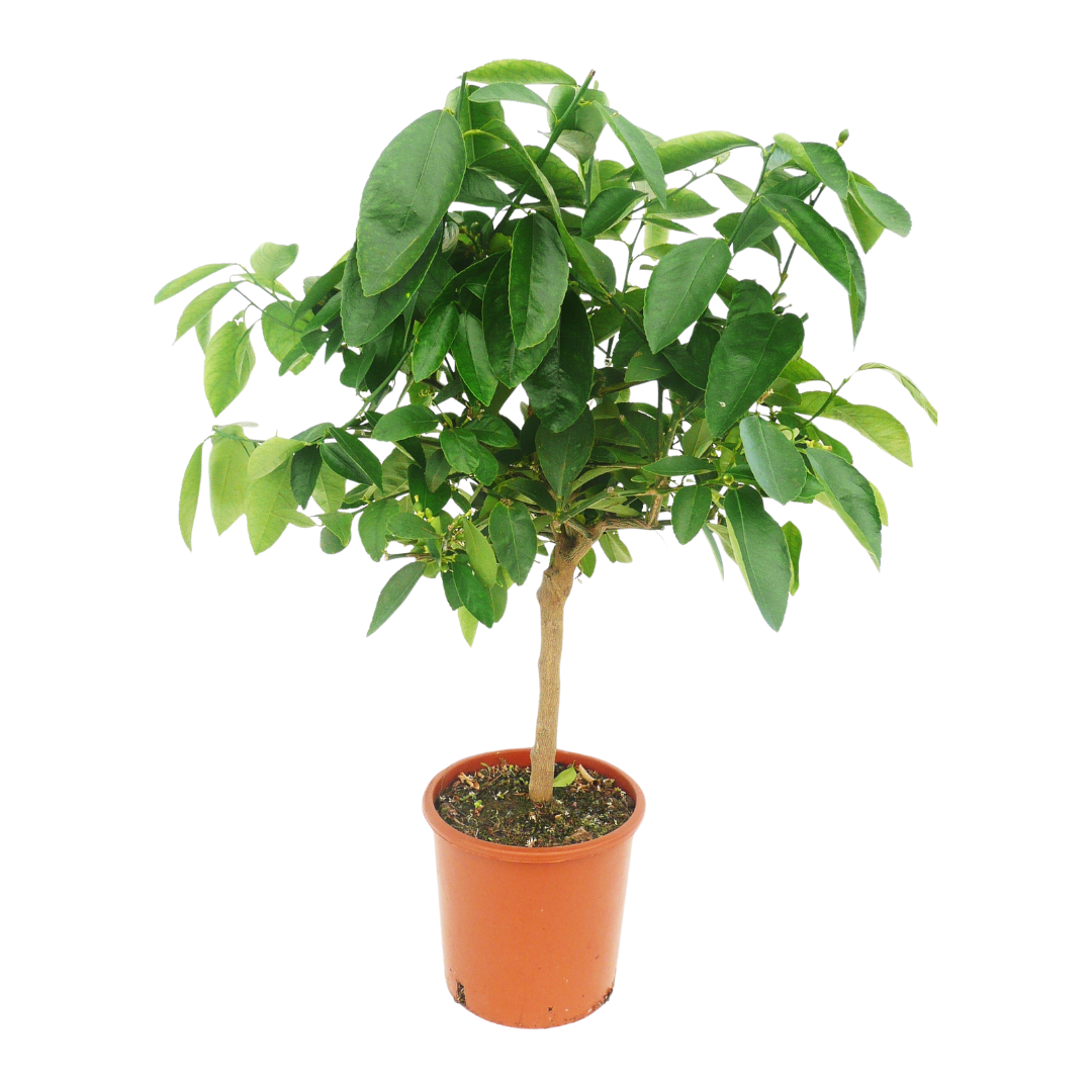 Citronnier vert | Lime de Tahiti - Pot rond de 5 litres, hauteur 60/80 cm
