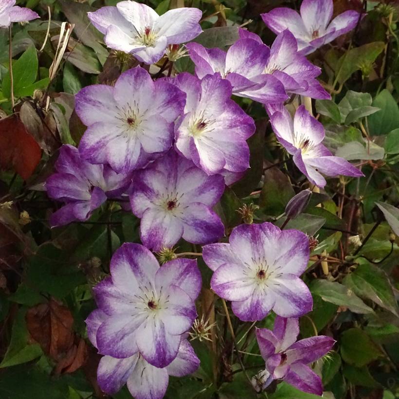 Clématite -Clematis Pernille Pot de 2L/3L