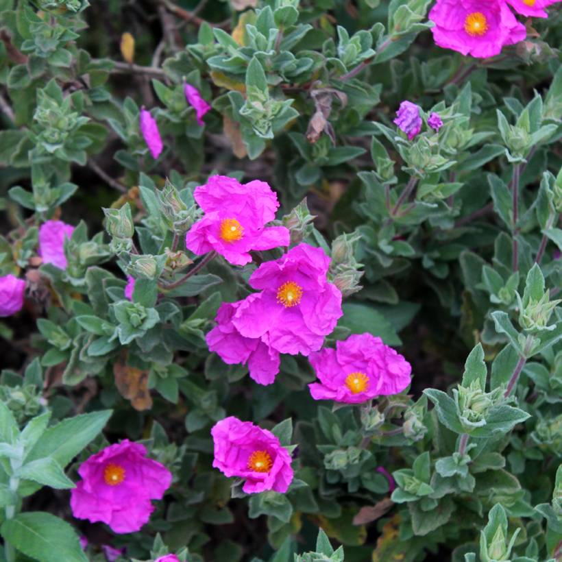 Cistus pulverulentus - Ciste pulvérulent Pot de 2L/3L