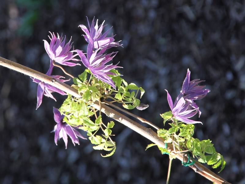 Clématite - Clematis Eximia Pot de 2L/3L