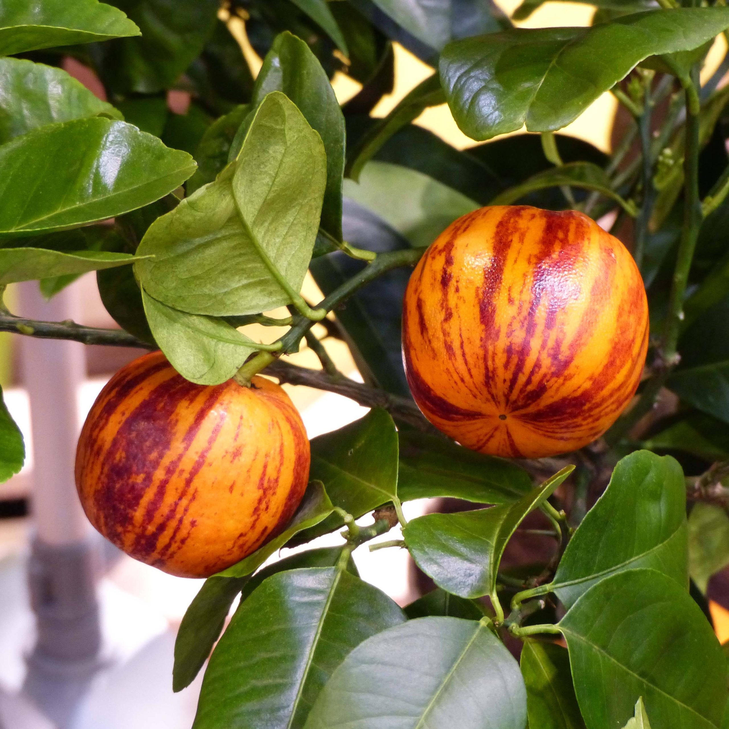 Citrus x Doppio Sanguigno - Hybride de citron Meyer et d'orange sanguine. Pot de 4L/5L, 1/4 de tige