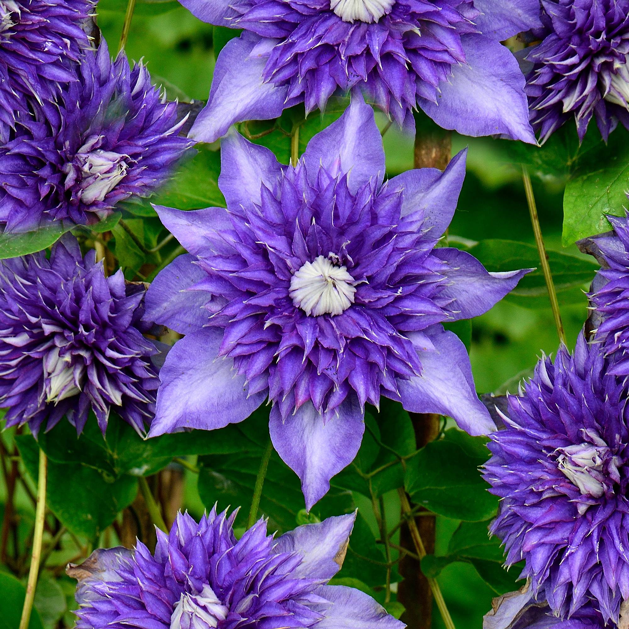 Clématite 'Bleu Multiple' arbuste grimpant compact à feuilles caduques et fleurs bleues - GardenersDream