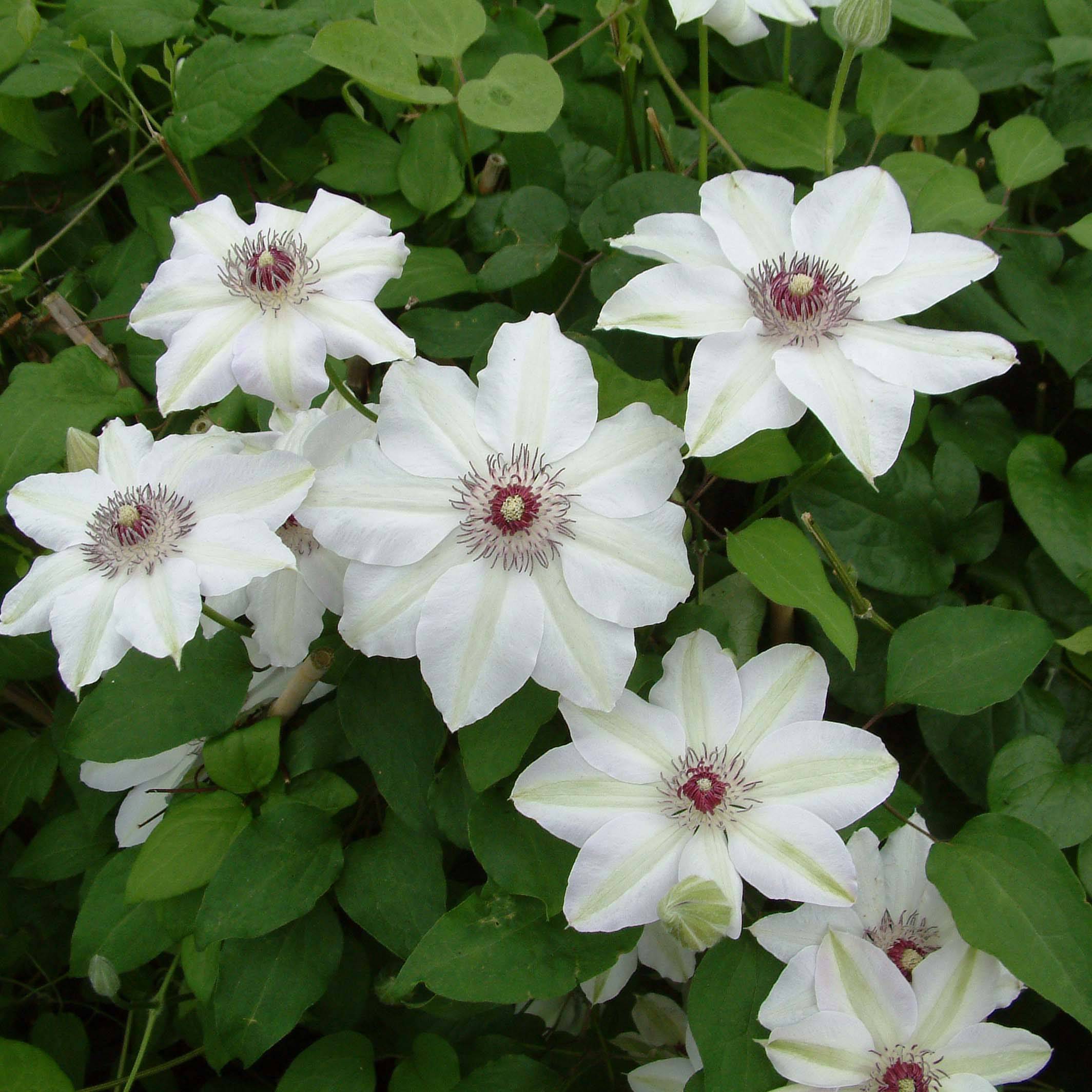 Clématite - Clematis Miss Bateman Pot de 2L/3L