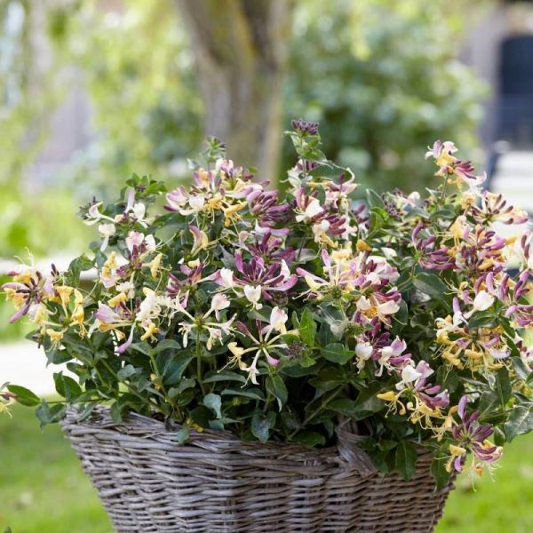 Chèvrefeuille arbustif nain Chic et Choc® ‘Inov205’, Lonicera à fleurs Jaune – feuillage Persistant – Godet – 5/20 cm- hauteur à maturité De 0,50 m à Chèvrefeuille arbustif nain Chic et Choc® ‘Inov205’, Lonicera à fleurs Jaune – feuillage Persistant – Godet – 5/20 cm- hauteur à maturité De 0,50 m à