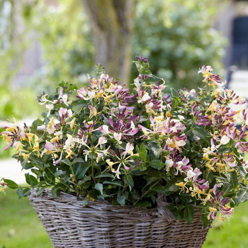 Chèvrefeuille arbustif nain Chic et Choc® 'Inov205', Lonicera à fleurs Jaune - feuillage Persistant - Godet - 5/20 cm- hauteur à maturité De 0,50 m à