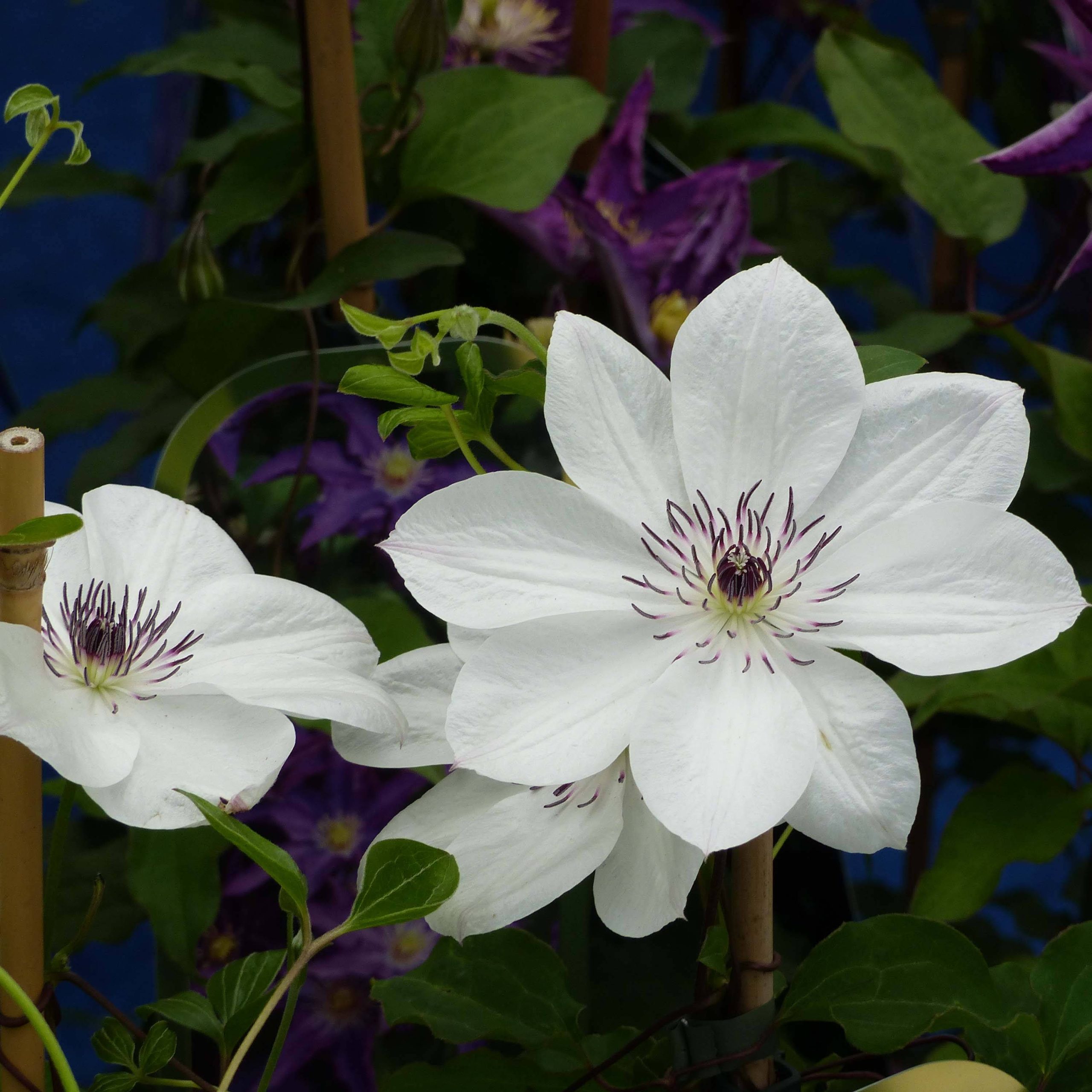 Clématite - Clematis White Pearl Pot de 2L/3L