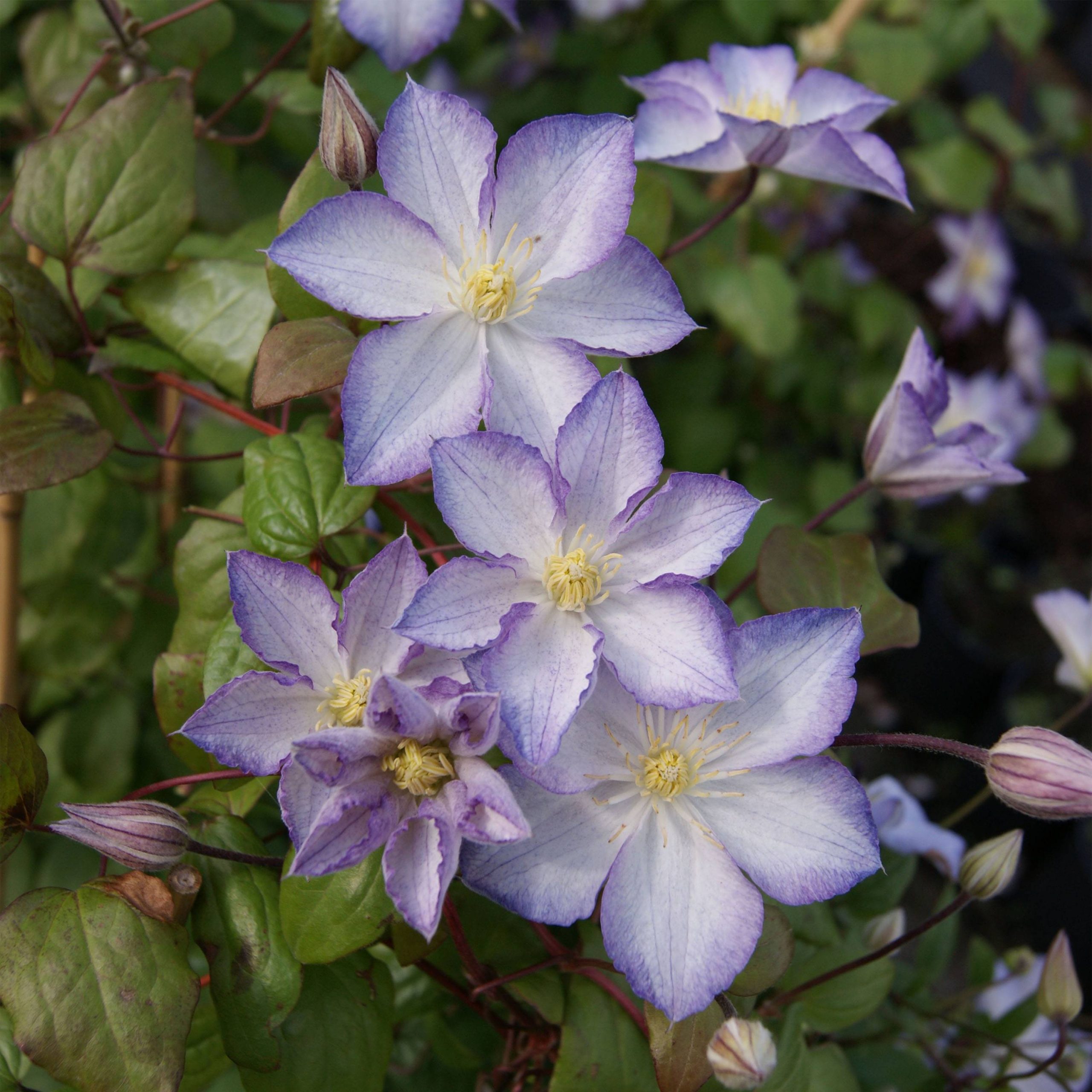 Clématite - Clematis Lucky Charm Pot de 2L/3L