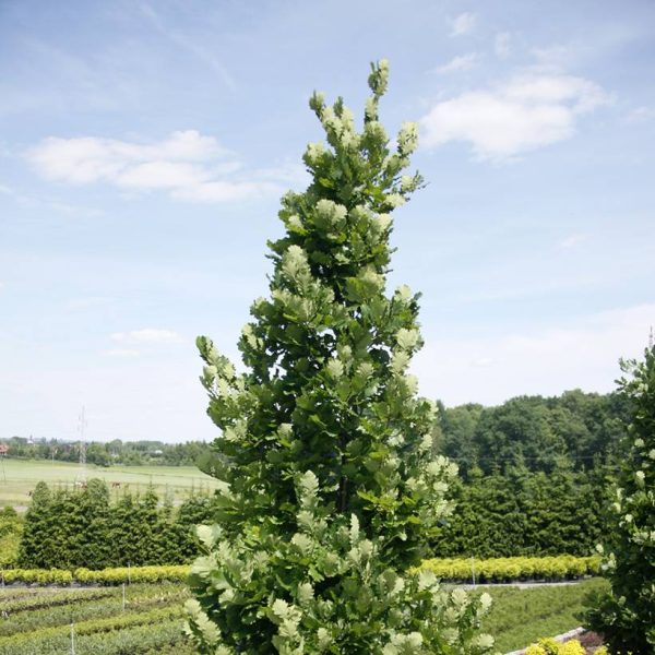 Chêne Monument – Quercus Pot de 4L/5L Chêne Monument – Quercus Pot de 4L/5L