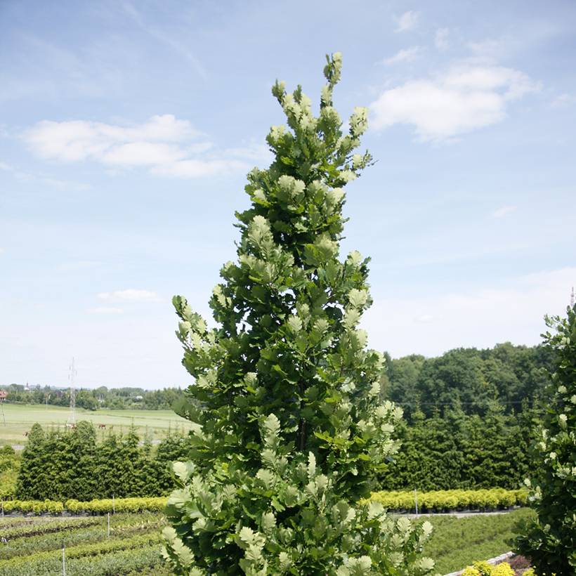 Chêne Monument - Quercus Pot de 4L/5L