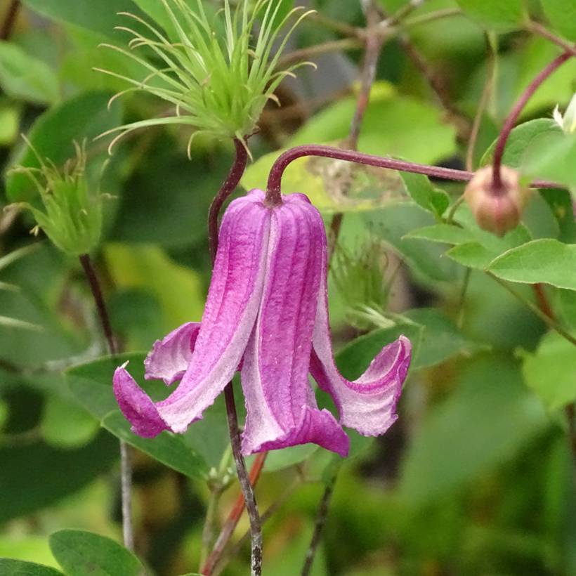 Clématite - Clematis viticella Queen Mother Pot de 2L/3L