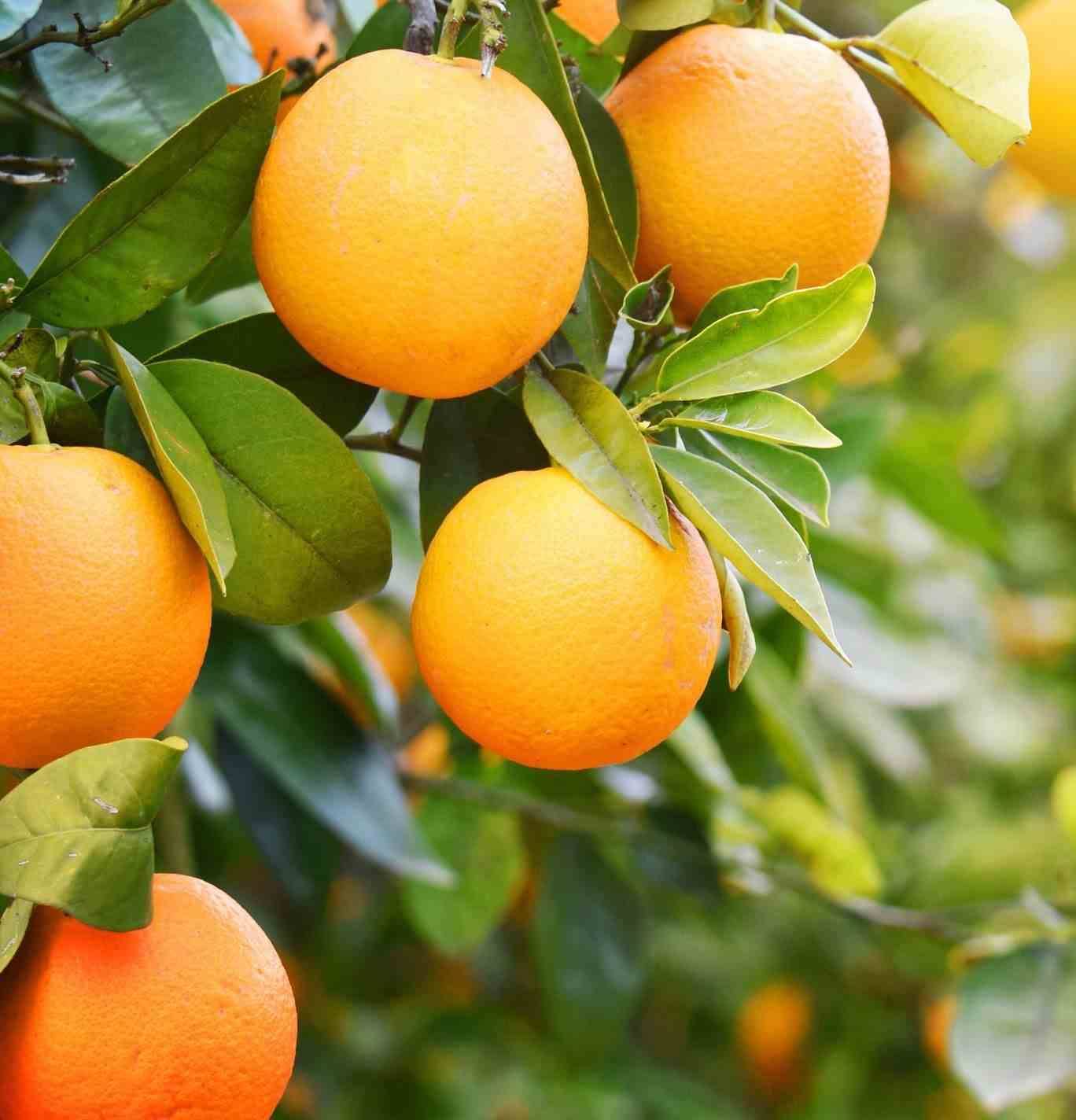 Citrus aurantium (Orange amère/bigaradier) Couleur floraison:Blanc - Taille:Pot de 5 litres ? 80/100 cm